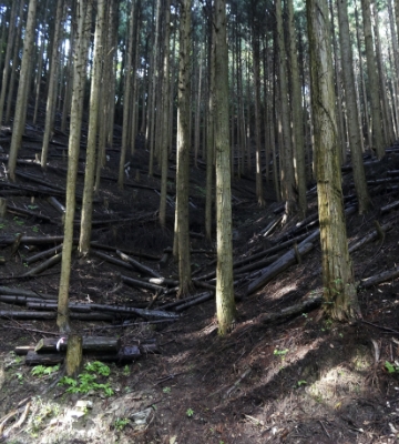 高密度に植林された森林は、木の成長にあわせて間引くことが必要で、繰り返し間伐をすることで良質な木材を生産することができます。